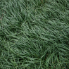 Ophiopogon du Japon - Ophiopogon japonicus godet 9cm