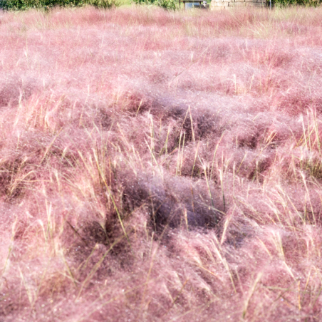 Herbe d’amour - Eragrostis spectabilis