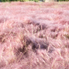 Herbe d’amour - Eragrostis spectabilis