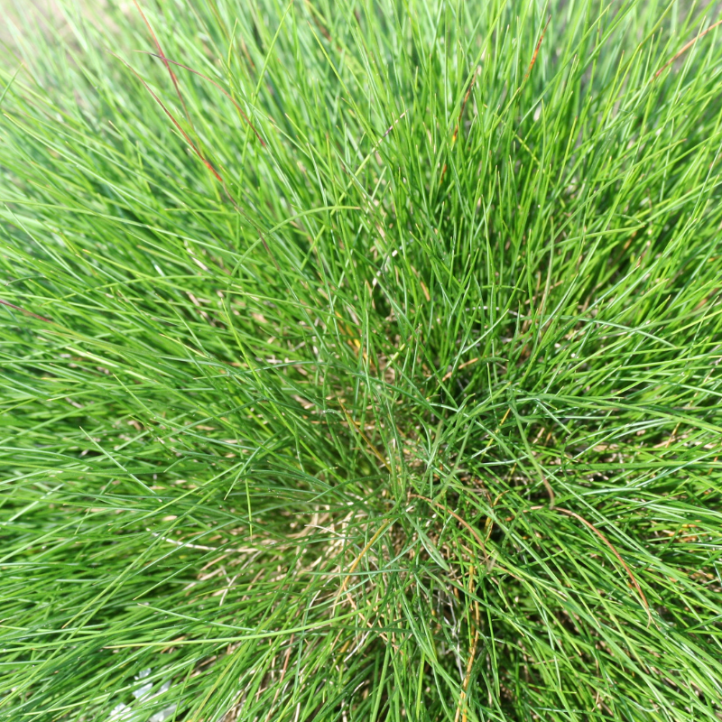 Fétuque de l’Atlas - Festuca mairei