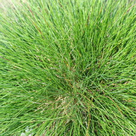 Fétuque de l’Atlas - Festuca mairei