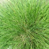 Fétuque de l’Atlas - Festuca mairei