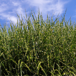 Roseau de Chine ‘Strictus’ - Miscanthus sinensis ‘Strictus’