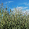 Panic érigé ‘Prairie Sky’ - Panicum virgatum ‘Prairie Sky’