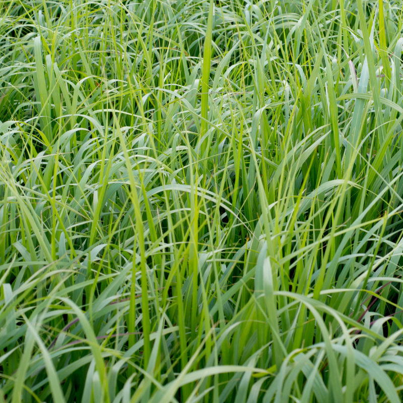 Panic érigé ‘Northwind’ - Panicum virgatum ‘Northwind’