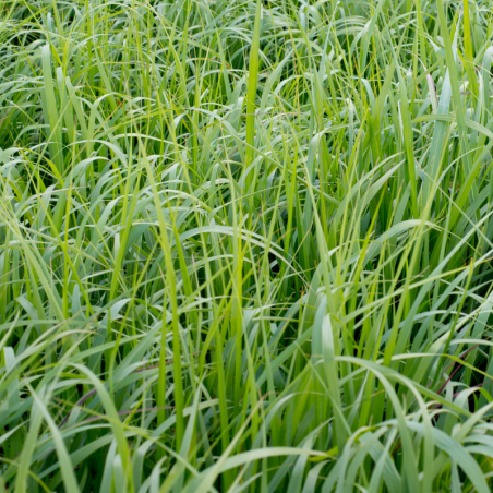 Panic érigé ‘Northwind’ - Panicum virgatum ‘Northwind’