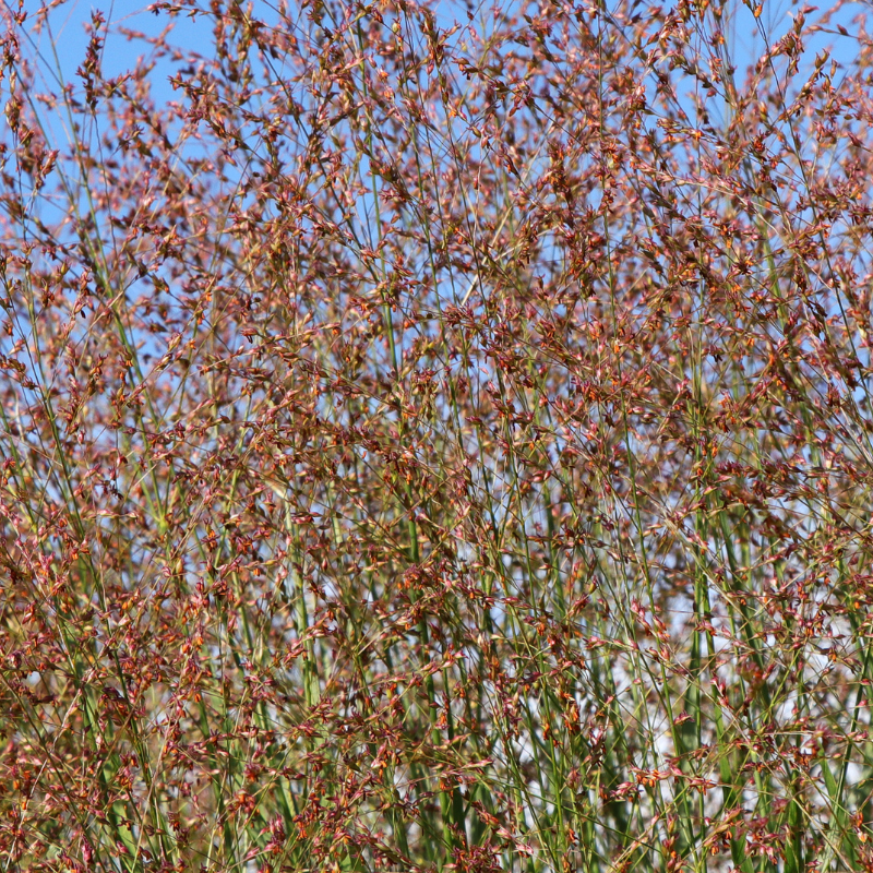 Panic érigé ‘Warrior’ - Panicum virgatum ‘Warrior’