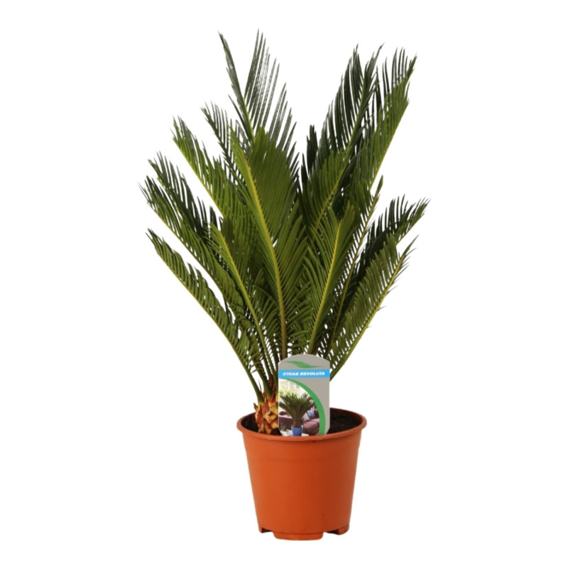 Cycas revoluta Pot 14cm