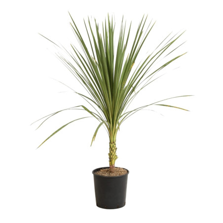 Cordyline indivisa 125cm Pot 20L
