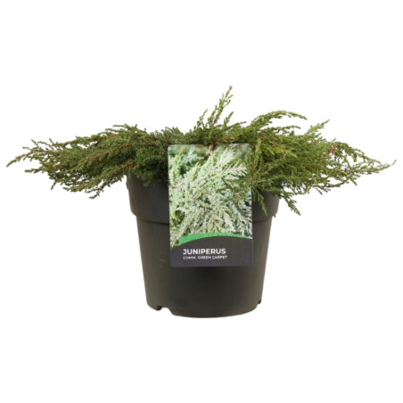 Genévrier commun Green Carpet - Juniperus communis Green Carpet 10cm Pot 10L