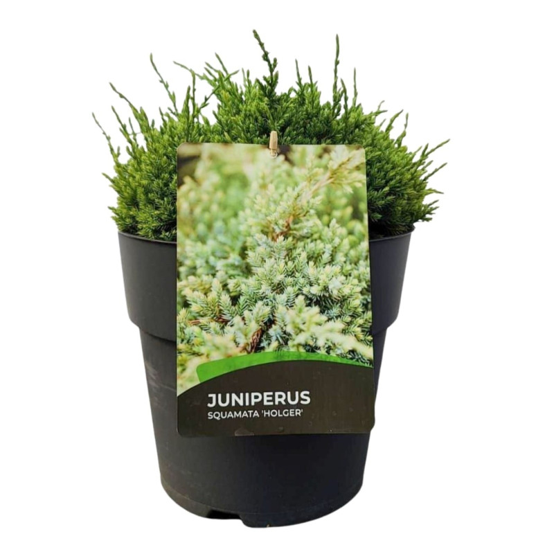 Genévrier écailleux Holger - Juniperus squamata Holger 20cm Pot 10L