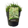 Genévrier écailleux Holger - Juniperus squamata Holger 20cm Pot 10L