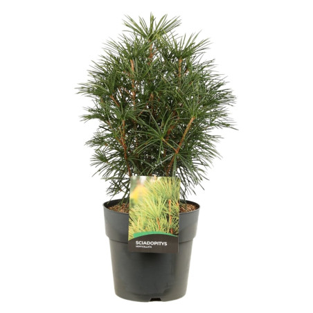 Pin parasol du Japon - Sciadopitys verticillata 40/60cm Pot 10L