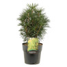 Pin parasol du Japon - Sciadopitys verticillata 40/60cm Pot 10L