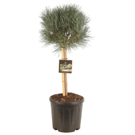 Pin sylvestre Watereri - Pinus sylvestris Watereri Boule diam 25cm sur tige 60/80cm Pot 11L