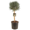 Pin sylvestre Watereri - Pinus sylvestris Watereri Boule diam 25cm sur tige 60/80cm Pot 11L