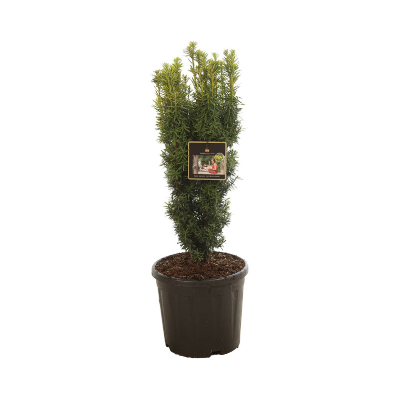 If commun Fastigiata David - Taxus baccata Fastigiata David 50/60cm Pot 11L