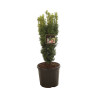 If commun Fastigiata David - Taxus baccata Fastigiata David 50/60cm Pot 11L