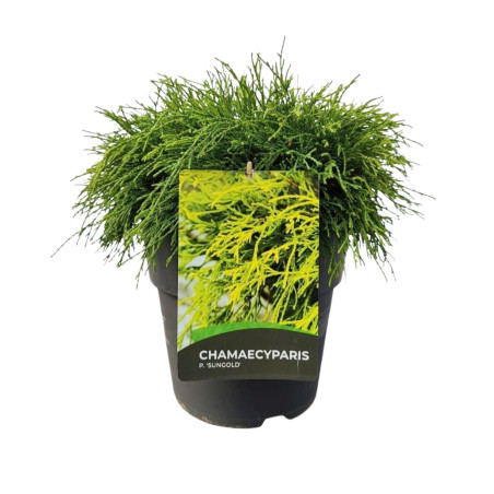 Faux-cyprès de Sawara Sungold - Chamaecyparis pisifera Sungold 20/40cm Pot 10L