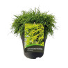 Faux-cyprès de Sawara Sungold - Chamaecyparis pisifera Sungold 20/40cm Pot 10L