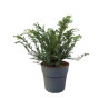 If commun Repandens - Taxus baccata Repandens 20/40cm Pot 10L