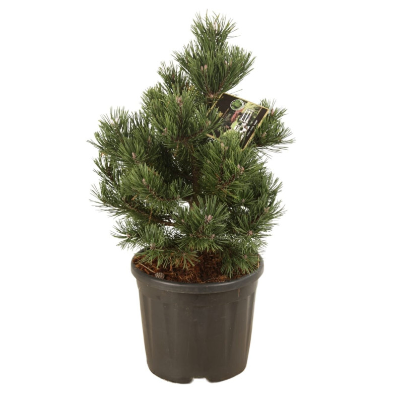 Pin mugo Gnom - Pinus mugo Gnom 40/45cm Pot 11L