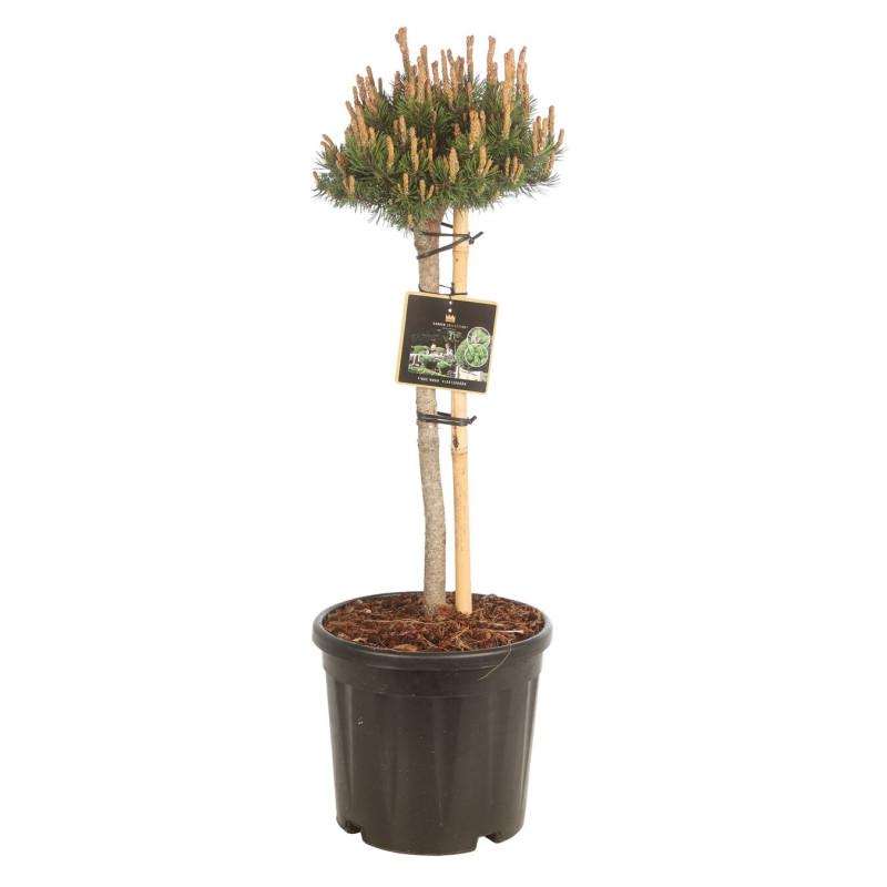 Pin Klostergrün - Pinus Mugo Klostergrün Hauteur de tige 50cm Boule 20cm Pot 11L