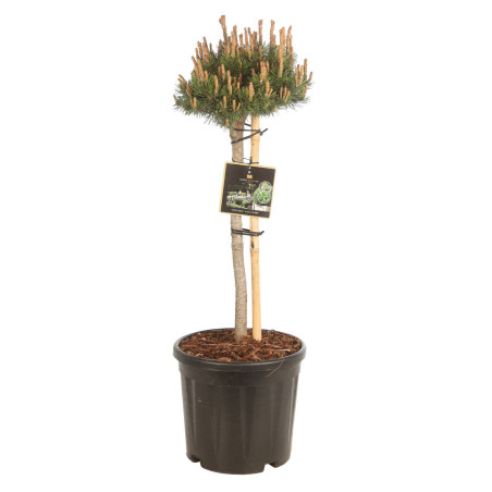 Pin Klostergrün - Pinus Mugo Klostergrün Hauteur de tige 50cm Boule 20cm Pot 11L
