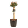 Pin Klostergrün - Pinus Mugo Klostergrün Hauteur de tige 50cm Boule 20cm Pot 11L