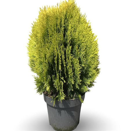 Thuya occidental Aurea Nana - Thuja occidentalis Aurea Nana 40/60cm Pot 12L