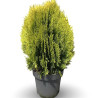 Thuya occidental Aurea Nana - Thuja occidentalis Aurea Nana 40/60cm Pot 12L