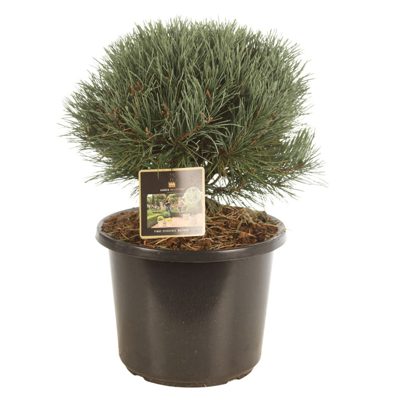 Pin sylvestre Watereri - Pinus sylvestris Watereri 30/35cm Pot 12L