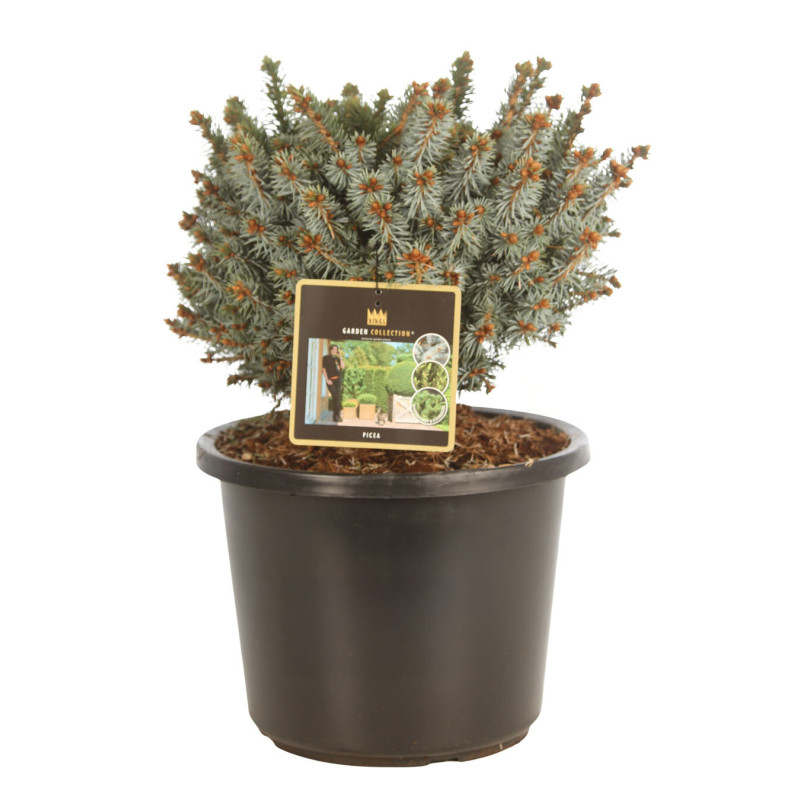 Épicéa Silberzwerg - Picea sitchensis Silberzwerg 30/40cm Pot 12L