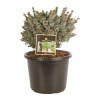 Épicéa Silberzwerg - Picea sitchensis Silberzwerg 30/40cm Pot 12L