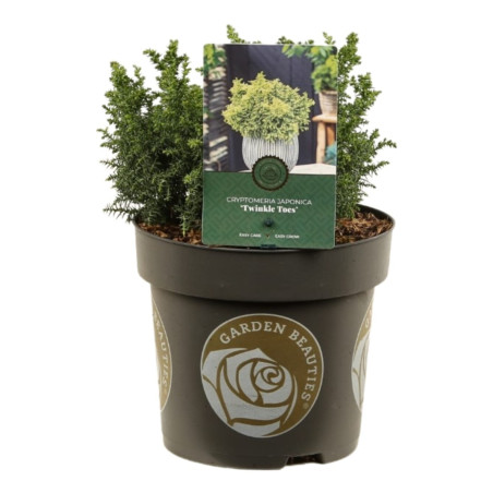 Cryptoméria du Japon Twinkle Toes - Cryptomeria japonica Twinkle Toes 15/25cm Pot 2,5L