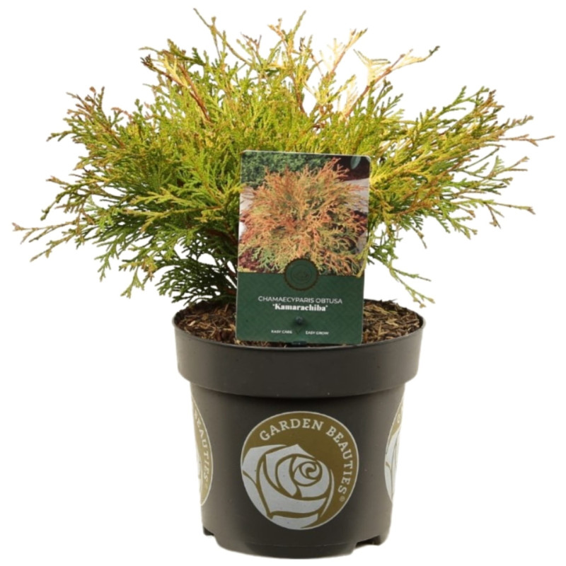 Faux-cyprès de Hinoki Kamarachiba - Chamaecyparis obtusa Kamarachiba 20/30cm Pot 2,5L