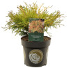 Faux-cyprès de Hinoki Kamarachiba - Chamaecyparis obtusa Kamarachiba 20/30cm Pot 2,5L