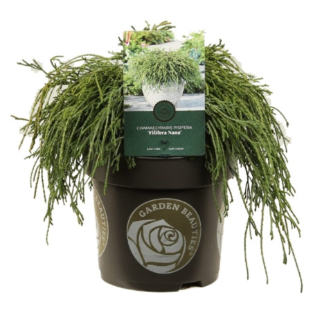 Faux-cyprès de Sawara Filifera Nana - Chamaecyparis pisifera Filifera Nana 20/30cm Pot 2,5L