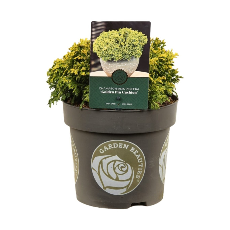 Faux-cyprès de Sawara Golden Pincushion - Chamaecyparis pisifera Golden Pincushion 20/30cm Pot 2,5L