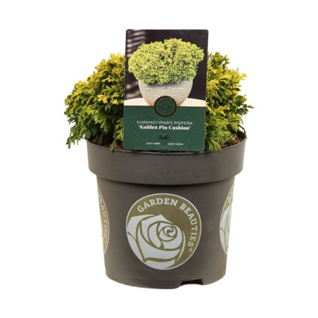 Faux-cyprès de Sawara Golden Pincushion - Chamaecyparis pisifera Golden Pincushion 20/30cm Pot 2,5L