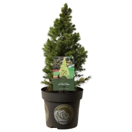 Épicéa blanc J.W. Daisys White - Picea glauca J.W. Daisys White 20/30cm Pot 2,5L