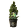 Épicéa blanc J.W. Daisys White - Picea glauca J.W. Daisys White 20/30cm Pot 2,5L