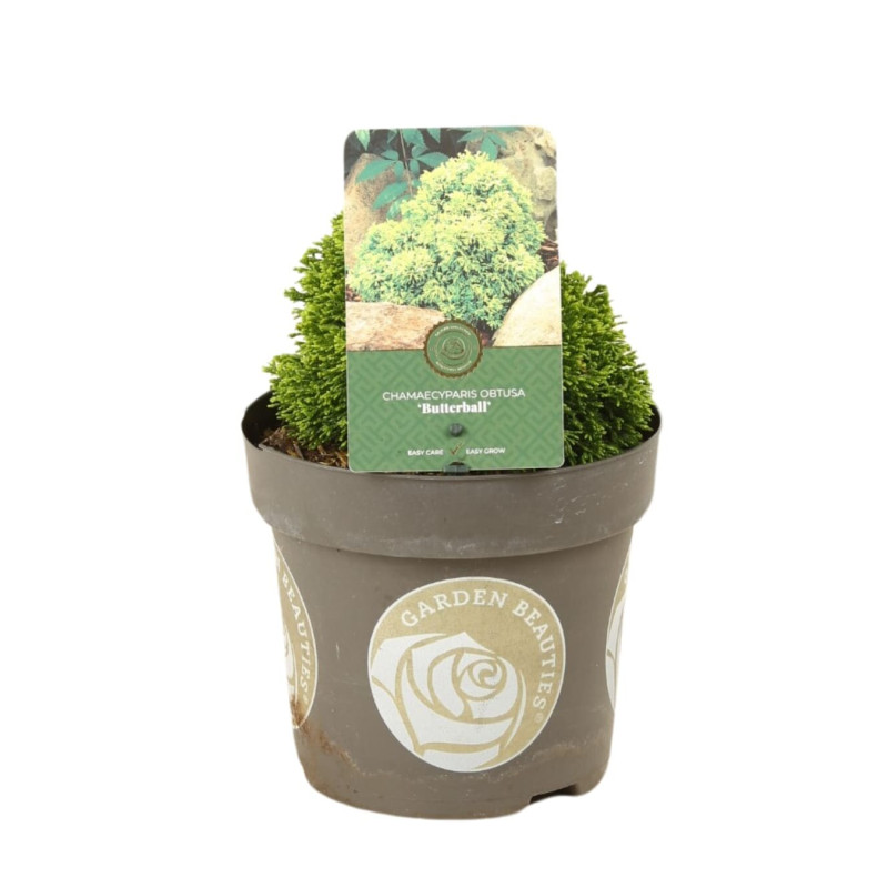 Faux-cyprès de Hinoki Butterball - Chamaecyparis obtusa Butterball 15/25cm Pot 2,5L