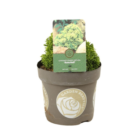 Faux-cyprès de Hinoki Butterball - Chamaecyparis obtusa Butterball 15/25cm Pot 2,5L