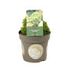 Faux-cyprès de Hinoki Butterball - Chamaecyparis obtusa Butterball 15/25cm Pot 2,5L