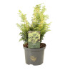 Faux-cyprès de Hinoki Lucas - Chamaecyparis obtusa Lucas 20/30cm Pot 2,5L