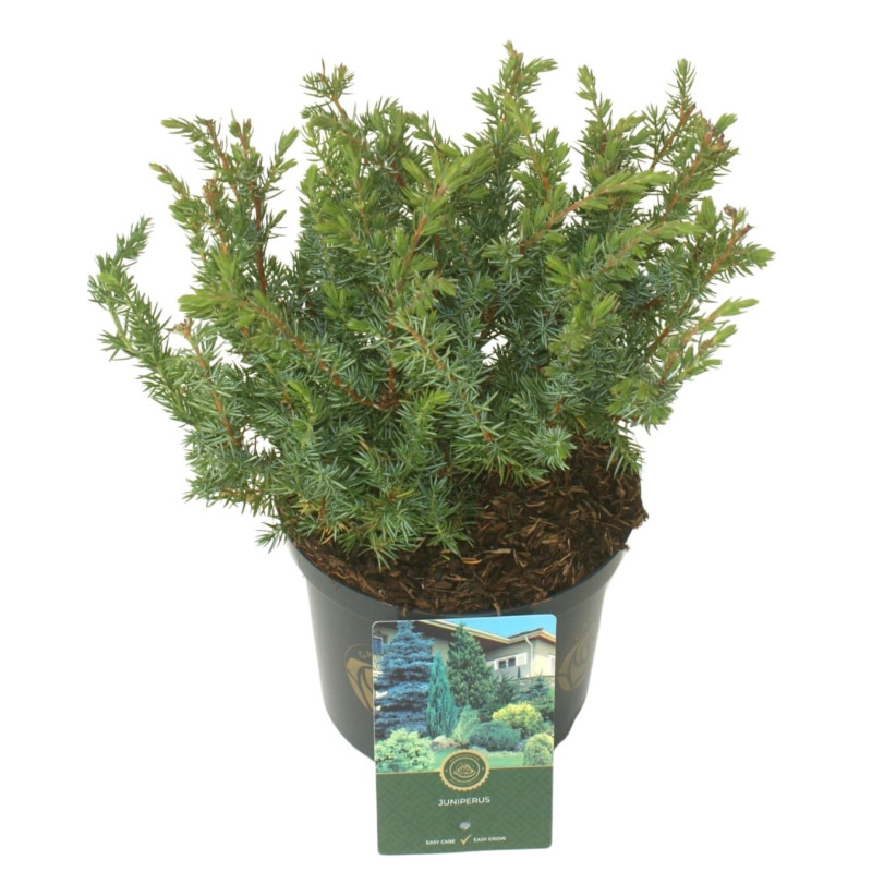 Genévrier des sables Schlager - Juniperus conferta Schlager 25/35cm Pot 2,5L