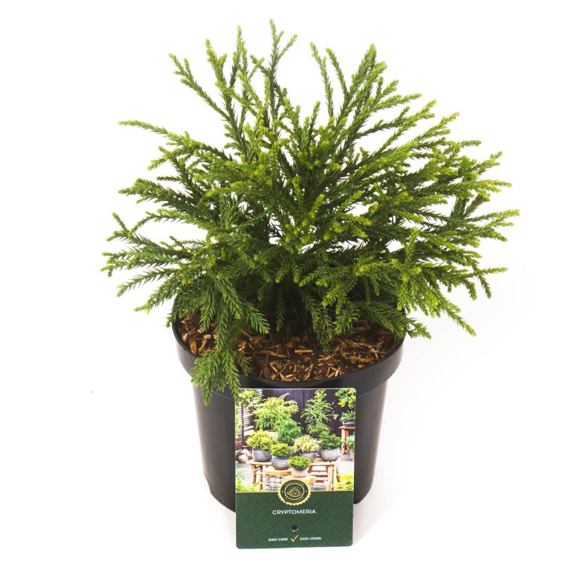 Cryptoméria du Japon Little Champion - Cryptomeria japonica Little Champion 15/25cm Pot 2,5L
