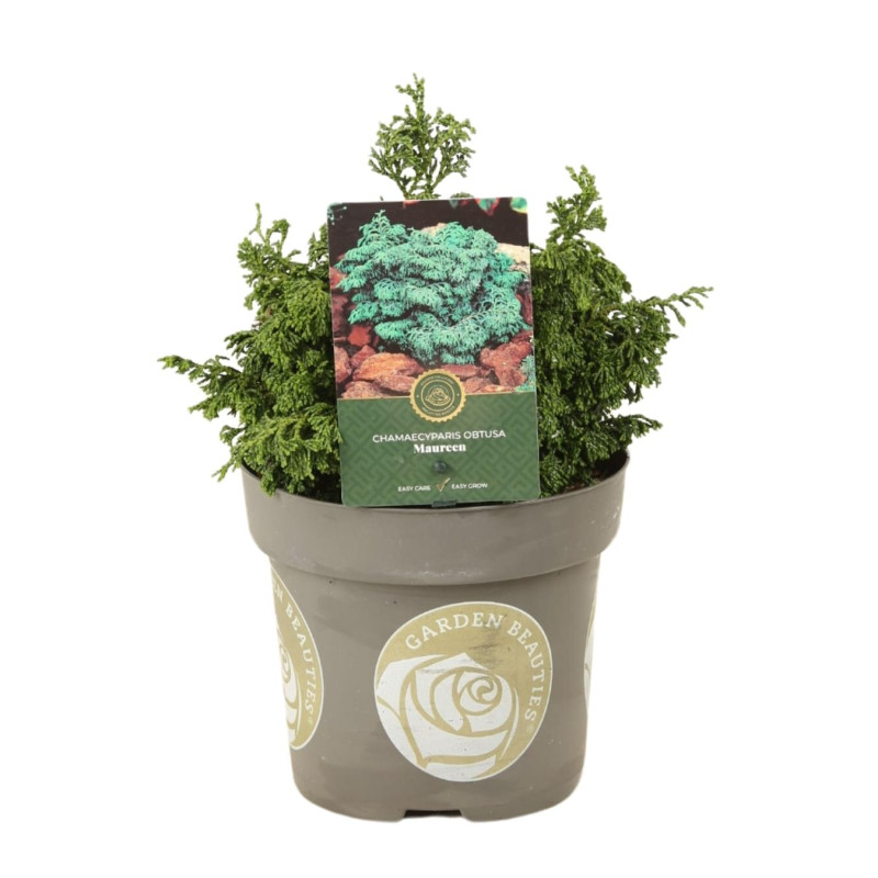 Faux-cyprès de Hinoki Maureen - Chamaecyparis obtusa Maureen 15/25cm Pot 2,5L