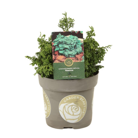 Faux-cyprès de Hinoki Maureen - Chamaecyparis obtusa Maureen 15/25cm Pot 2,5L